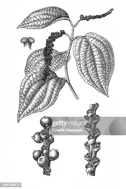 black pepper (piper nigrum) - piper stock illustrations