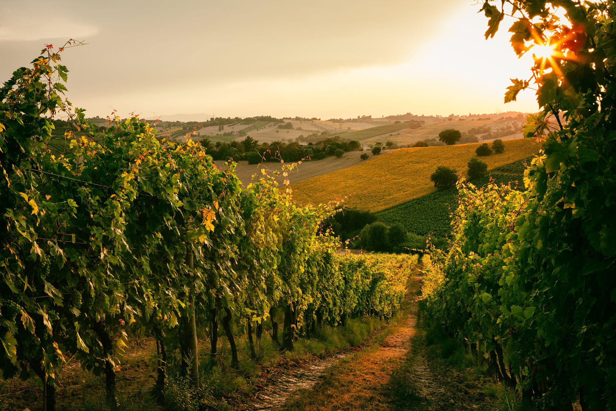 italian vineyard