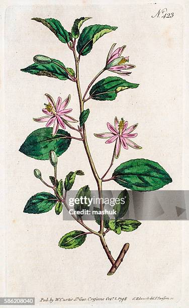 erica flower - herbarium stock illustrations