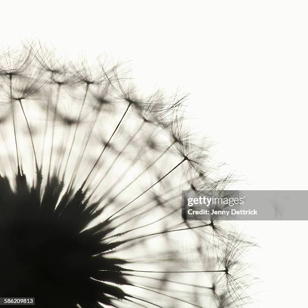 dandelion flower in silhouette - black and white dandelion stock pictures, royalty-free photos & images