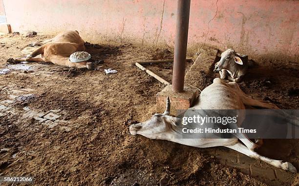 Cows entrenched in quick sand formed due to heavy rains die a slow death at Hingoniya Cow Rehabilitation Centre run by Jaipur Municipal Corporation,...