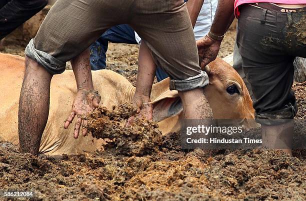 Officials of anti-corruption bureau along with cow service volunteers pull out cows entrenched in quick sand formed due to heavy rains at Hingoniya...