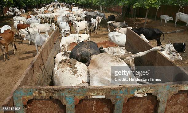 Municipal employees take away carcasses of cows that died after they got entrenched in quick sand formed due to heavy rains at Hingoniya Cow...