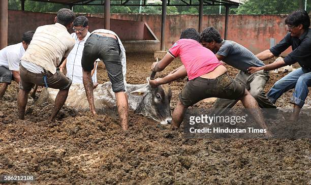 Officials of anti-corruption bureau along with cow service volunteers pull out cows entrenched in quick sand formed due to heavy rains at Hingoniya...