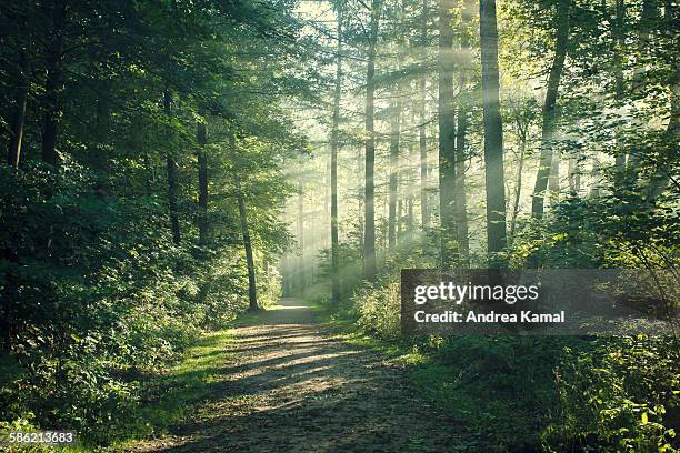 sunny october morning in hamburg - forest morning sunlight stockfoto's en -beelden