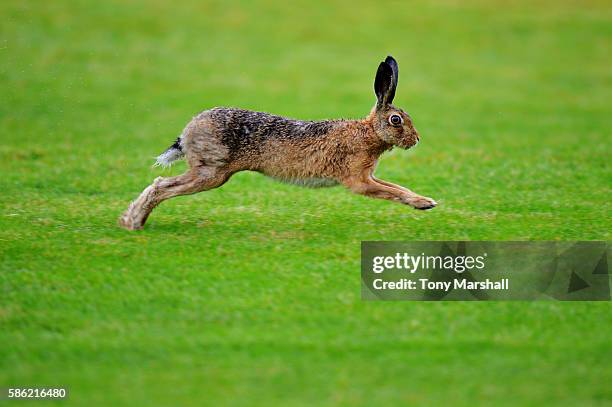 Hare runs on the fairway on day two of the Aberdeen Asset Management Paul Lawrie Matchplay at Archerfield Links Golf Club on August 5, 2016 in North...