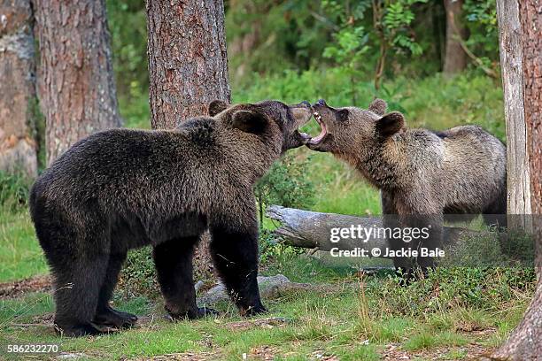 two bear cubs play-acting - aggressione foto e immagini stock
