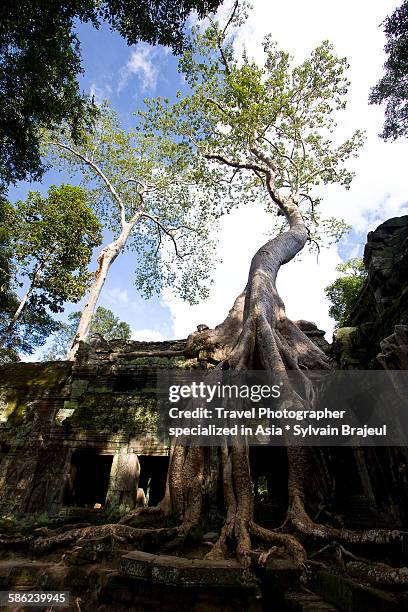 ta phrom, siem reap - brajeul sylvain stock pictures, royalty-free photos & images