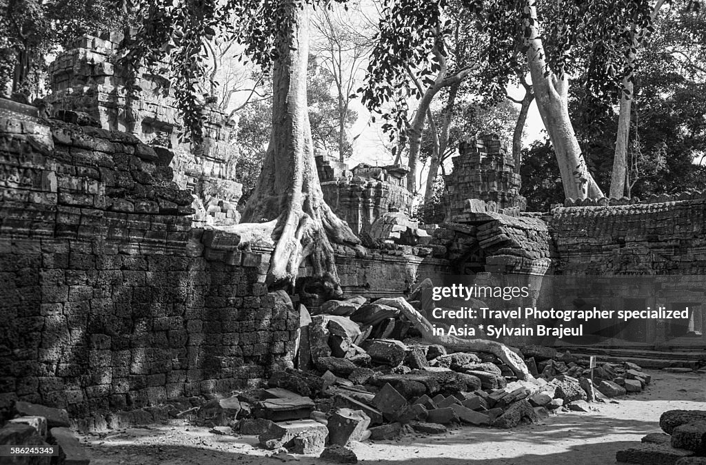 Kapok and ruins, Ta Phrom temple