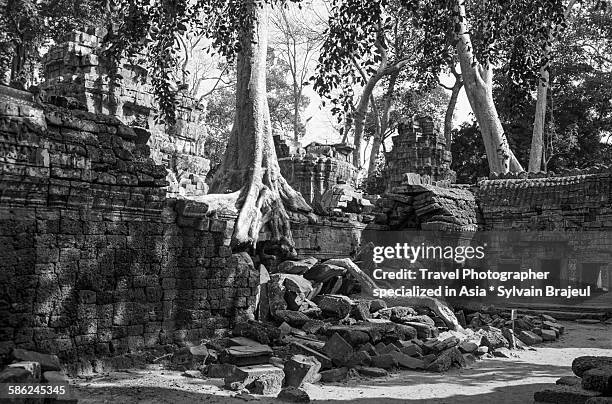 kapok and ruins, ta phrom temple - brajeul sylvain stock pictures, royalty-free photos & images