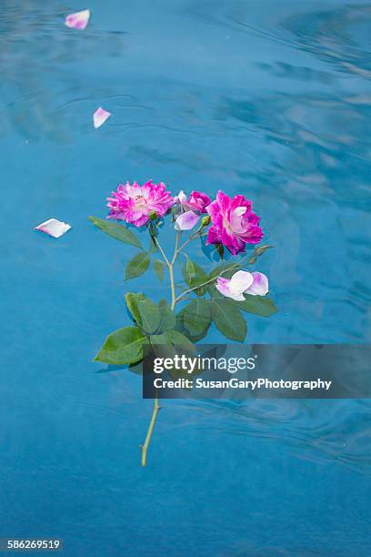 30 Floating Roses Pool Stock Photos, High-Res Pictures, and Images ...