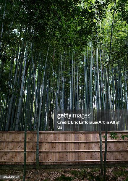 Bamboos in in koto-in zen buddhist temple in daitoku-ji, kansai region, kyoto, Japan on May 25, 2016 in Kyoto, Japan.