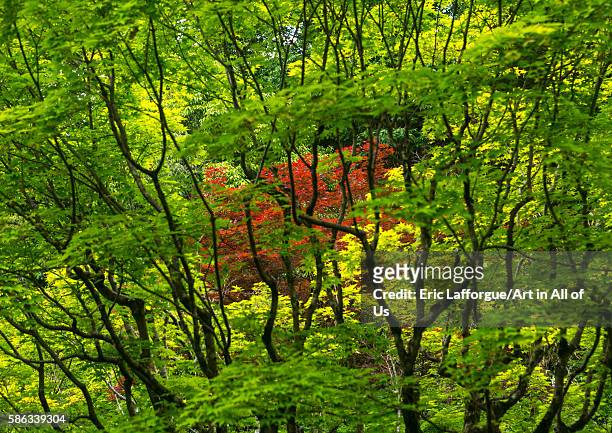 Garden in koto-in zen buddhist temple in daitoku-ji, kansai region, kyoto, Japan on May 26, 2016 in Kyoto, Japan.