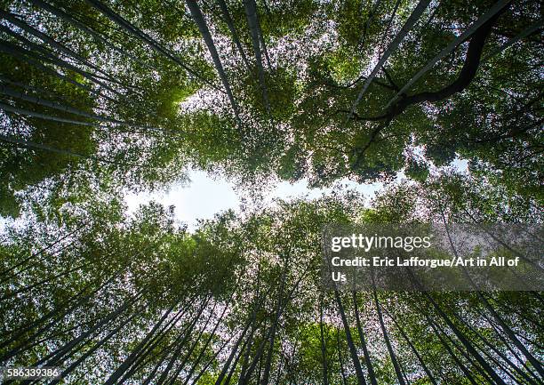 Arashiyama bamboo grove, kansai region, arashiyama, Japan on May 26, 2016 in Arashiyama, Japan.