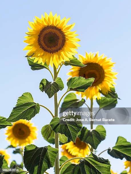 small group of flowers of sunflowers illuminated by the sun with a blue sky - helianthus stockfoto's en -beelden