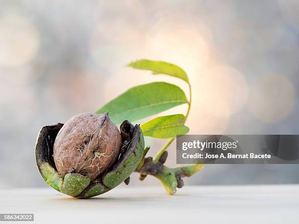 nut with rind, skin and leaves, illuminated by the light of the sun - tree chipping stock pictures, royalty-free photos & images