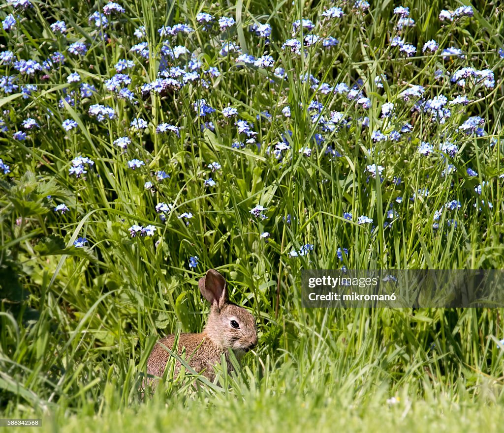 Young European rabbit (Oryctolagus cuniculus) hiding in the grass, Ireland, Europe.