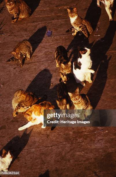Cat Square Rome Largo Argentina Cat Photos and Premium High Res Pictures - Getty Images
