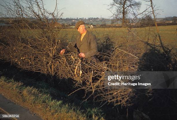 Laying a Hedge using a Billhook, Yorkshire, England, c1960. Farming is an important part of rural history. Laying hedges is just one of the...
