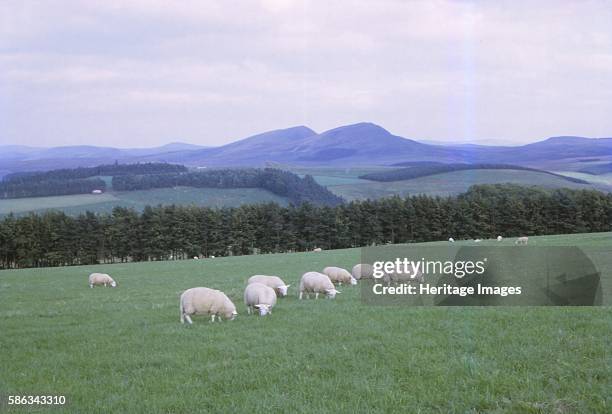 Cheviots, South of Jedburgh, Scotland, 20th century. Rolling hills straddling the Anglo-Scottish border, primarily associated with geological...