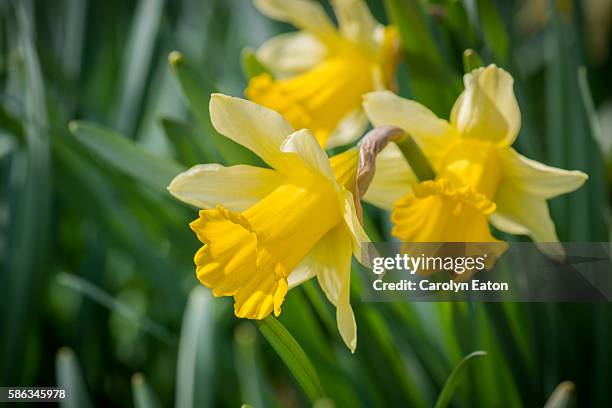 daffodil trio - daffodil stock-fotos und bilder