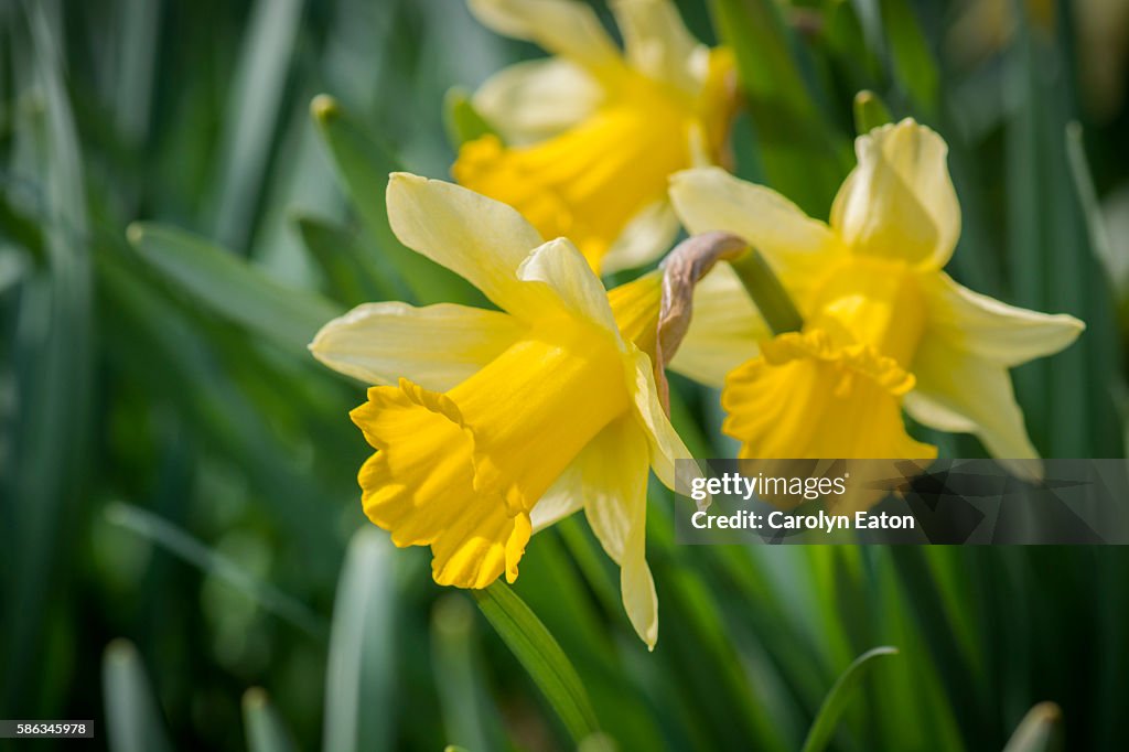 Daffodil trio