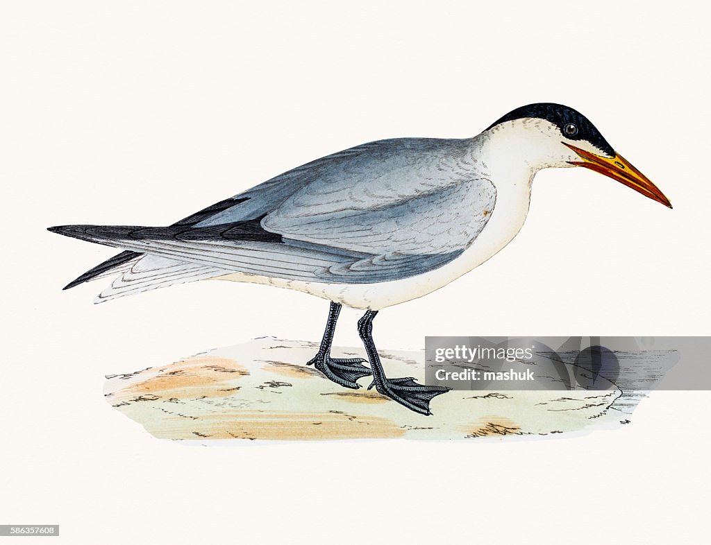 Caspian tern
