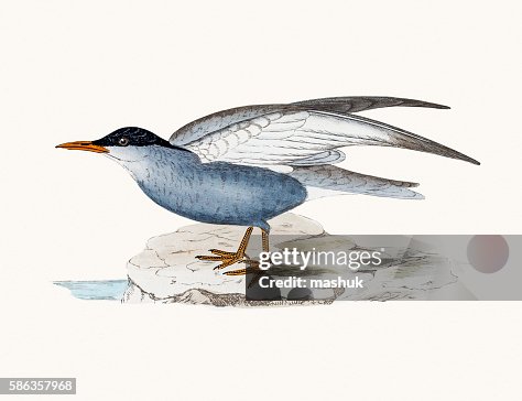Whiskered tern Whiskered tern