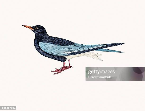 black tern - black tern stock illustrations