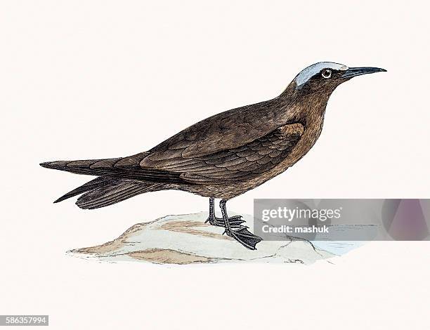 noddy tern bird - noddy tern bird stock illustrations