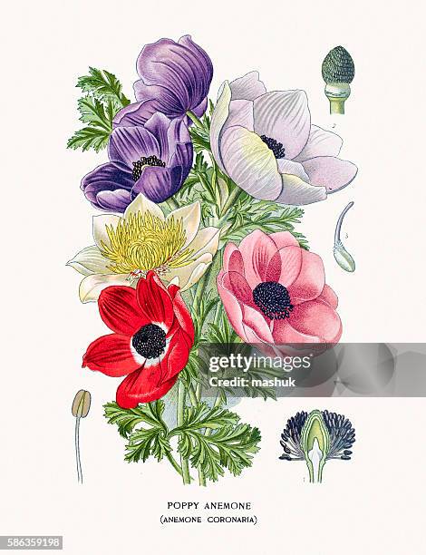 327点のアネモネイラスト素材 Getty Images 327点のアネモネイラスト素材 Getty Images