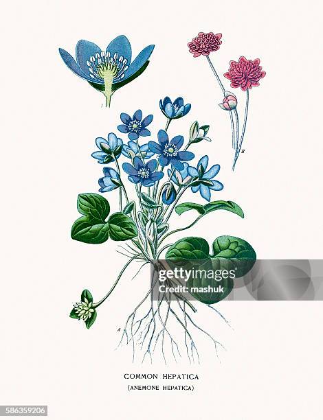 anemone hepatica - ivy leaved toadflax stock illustrations