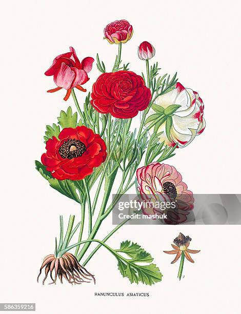 316点のラナンキュラスイラスト素材 Getty Images 316点のラナンキュラスイラスト素材 Getty Images