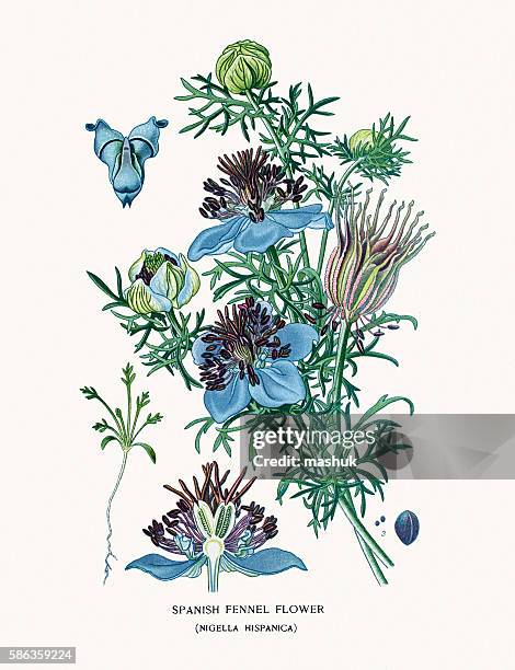 spanish fennel flower - nigella stock illustrations