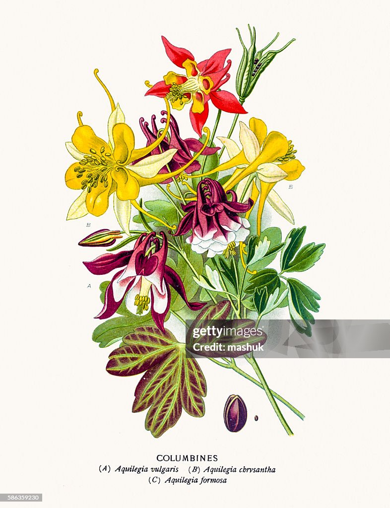 Ancolie fleurs