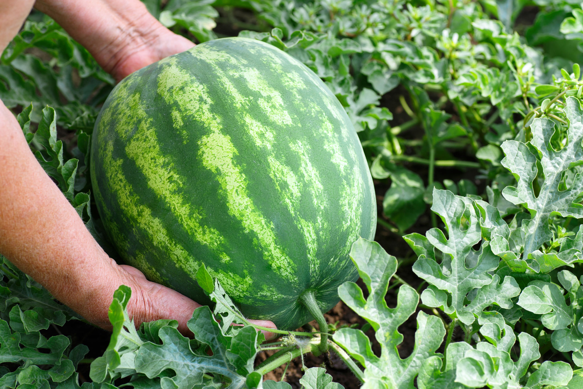 watermelon field
