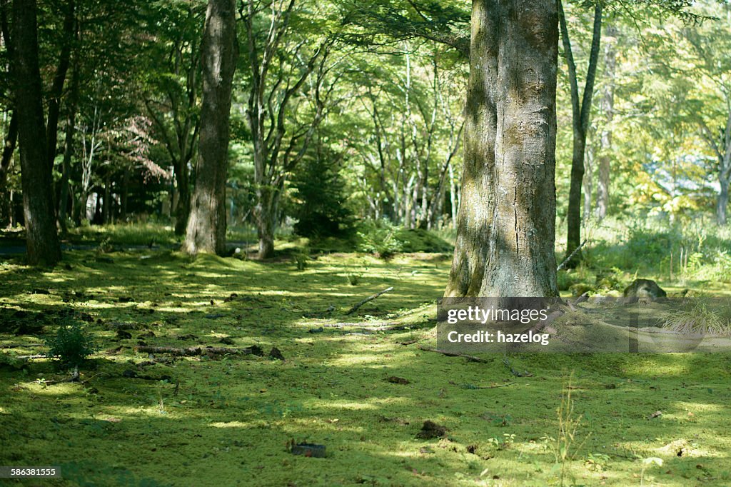 Moss carpets The calm woodland scene