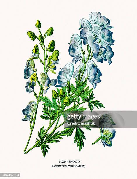 aconitum deadly poisonous flower - aconitum carmichaelii stock illustrations