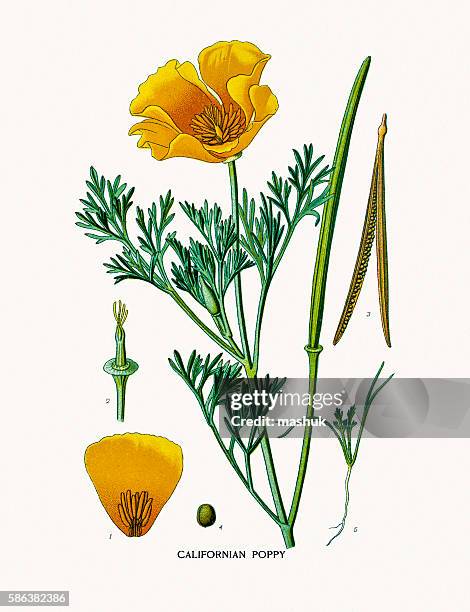 californian poppy - california golden poppy stock illustrations