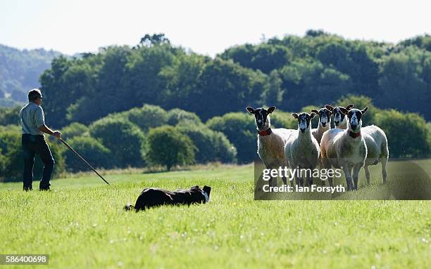 Shepherd and his sheepdog drive sheep towards a pen during the British National Sheep Dog Trials on August 6, 2016 in York, England. Some 150 of the...