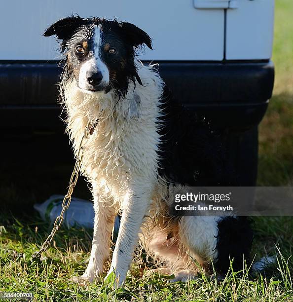 Sheepdog, wet from a morning walk, sits in a field at the British National Sheep Dog Trials on August 6, 2016 in York, England. Some 150 of the best...