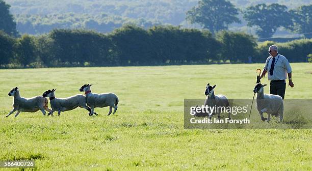 Mark Elliot and his sheepdog Pat running at the British National Sheep Dog Trials on August 6, 2016 in York, England. Some 150 of the best sheepdogs...