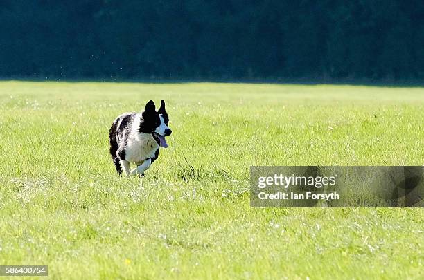 Sheepdog moves into a position as it runs the sheep towards the pen at the British National Sheep Dog Trials on August 6, 2016 in York, England. Some...