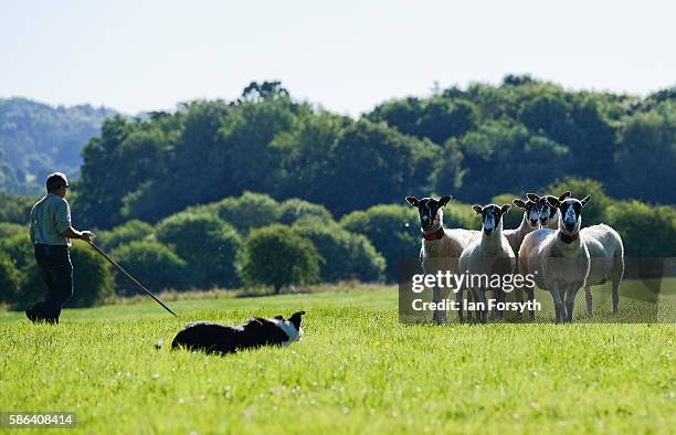 Shepherd and his dog take part in the British National Sheep Dog Trials on August 6, 2016 in York, England. Some 150 of the best sheepdogs and...