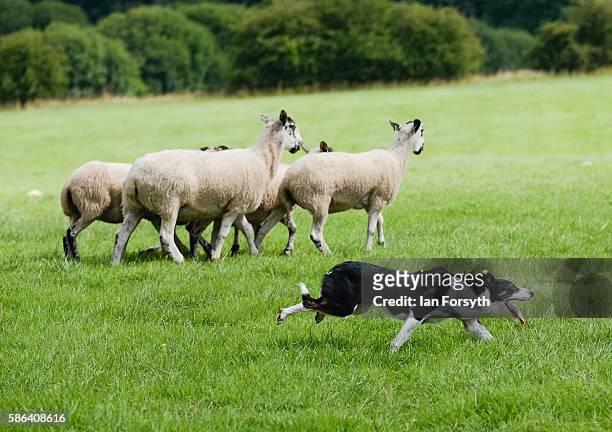 Sheepdog drives sheep towards a pen during the British National Sheep Dog Trials on August 6, 2016 in York, England. Some 150 of the best sheepdogs...