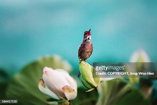 a reed warbler on the lotus blossom - bird cry stock pictures, royalty-free photos & images