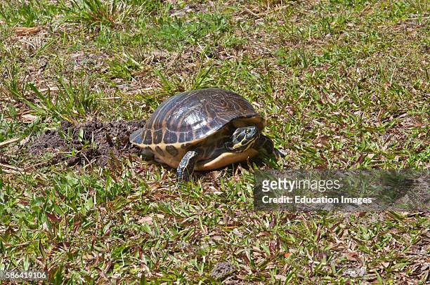 North America, USA, Florida, Sarasota, Myakka River State Park, Turtle.