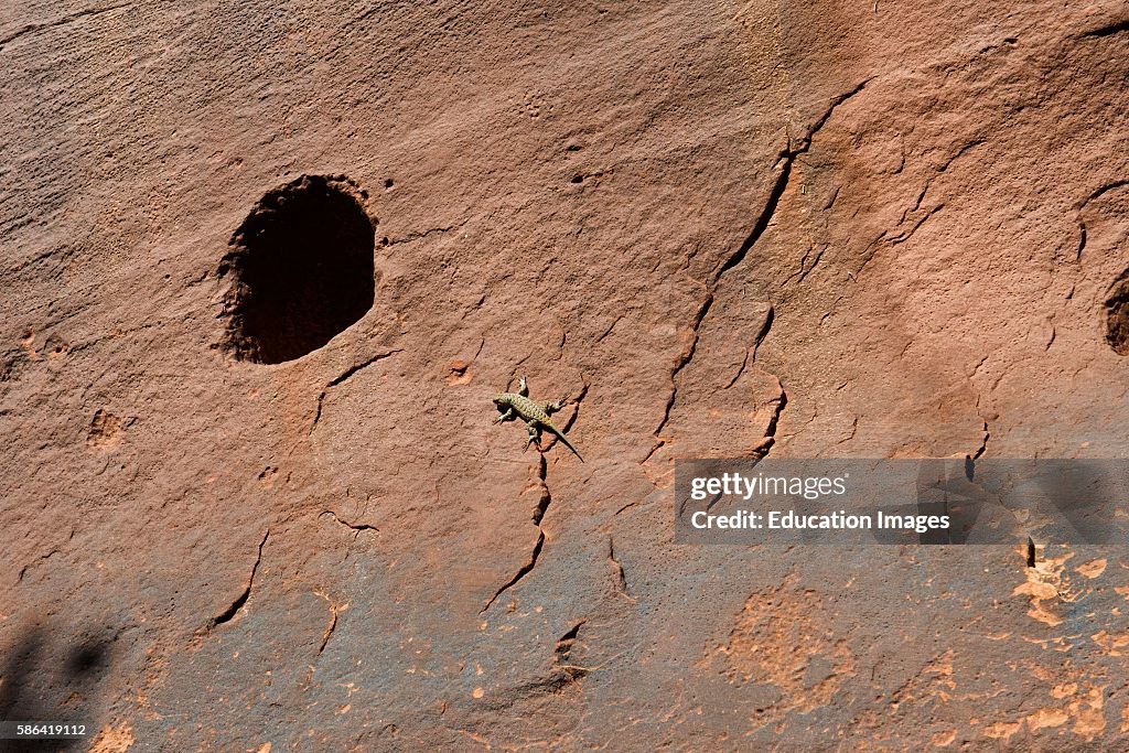 Utah, Bluff, Sand Island, Sagebrush Lizard