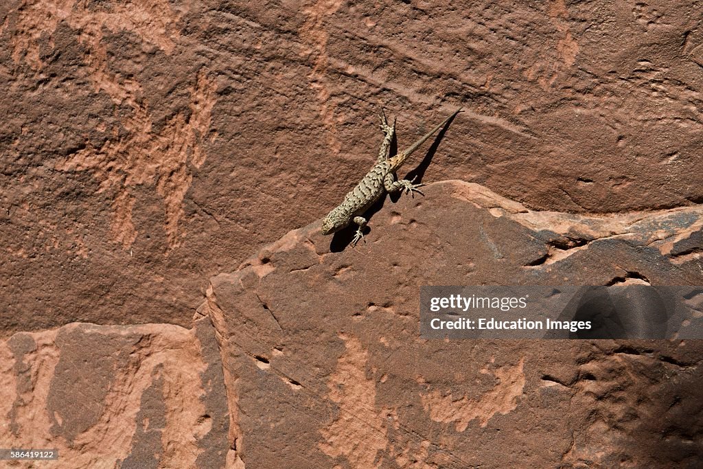 Utah, Bluff, Sand Island Petroglyphs and Sagebrush Lizard
