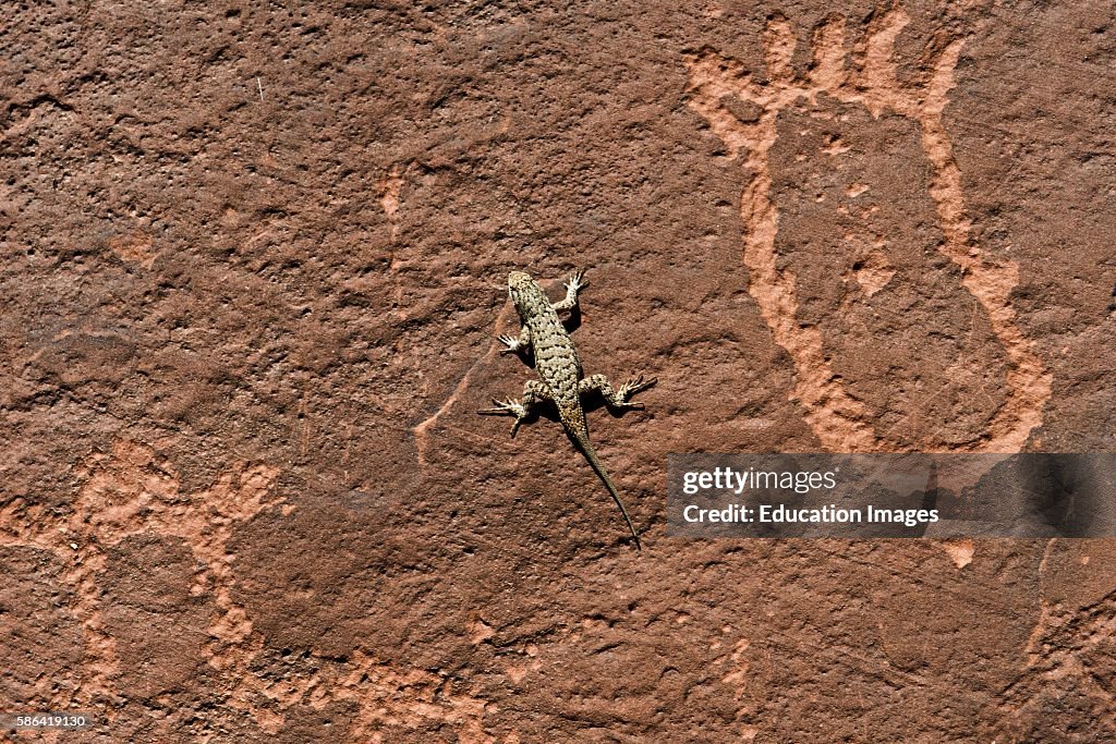 Utah, Bluff, Sand Island Petroglyphs and Sagebrush Lizard